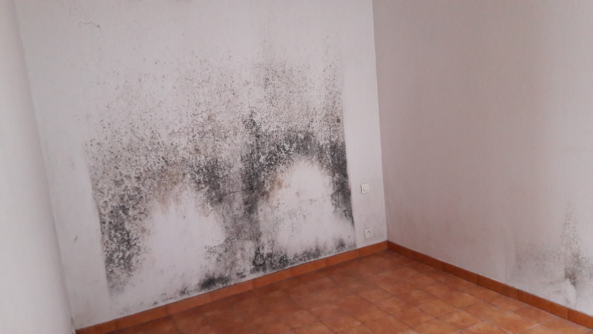 Moisissures - Expertise humidité à Mulhouse